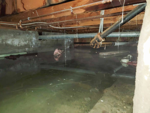Best Flood damage cleanup  in Norco, LA