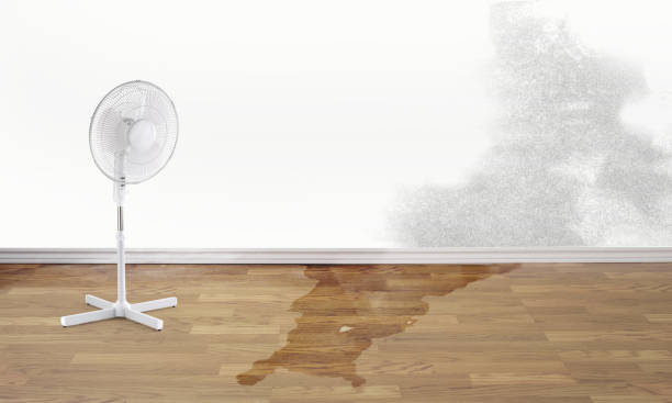 Best Carpet water damage restoration  in Norco, LA